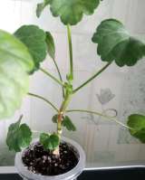 Пеларгония, комнатная герань, калачики