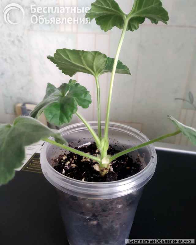 Пеларгония, комнатная герань, калачики