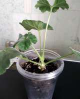 Пеларгония, комнатная герань, калачики