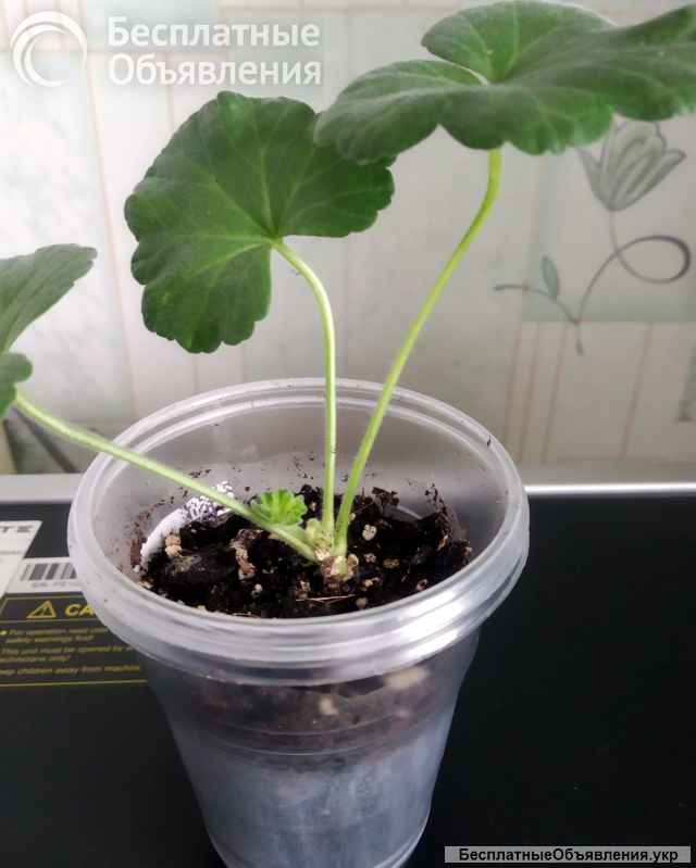 Пеларгония, комнатная герань, калачики