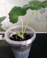 Пеларгония, комнатная герань, калачики