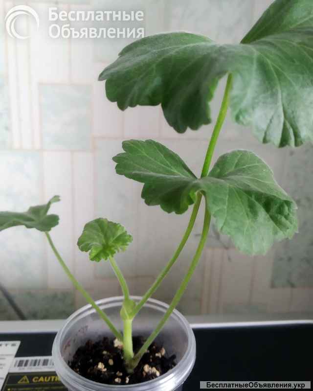 Пеларгония, комнатная герань, калачики