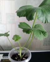 Пеларгония, комнатная герань, калачики