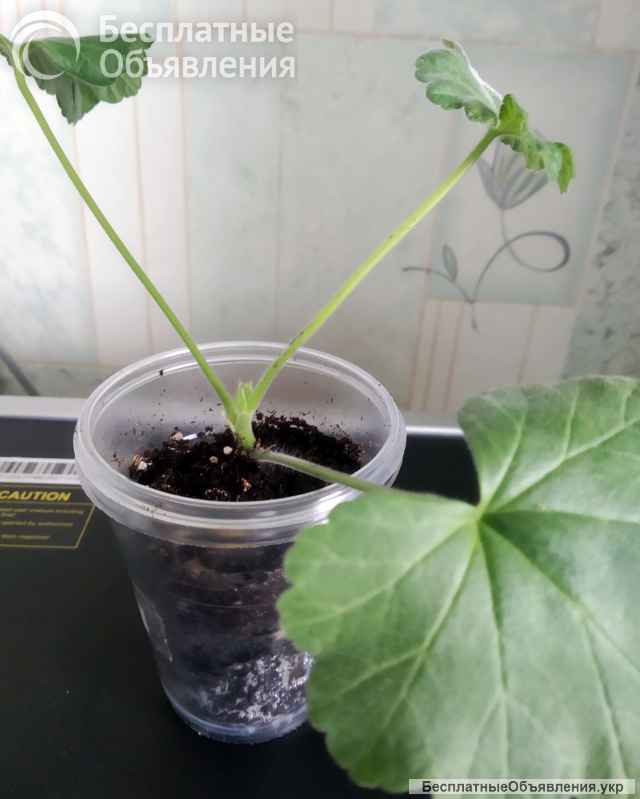 Пеларгония, комнатная герань, калачики