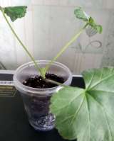 Пеларгония, комнатная герань, калачики