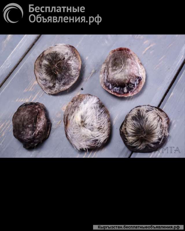 Струя кабарги