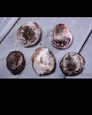 Струя кабарги