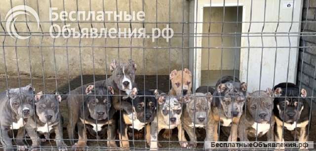 Американский булли XL/XXL