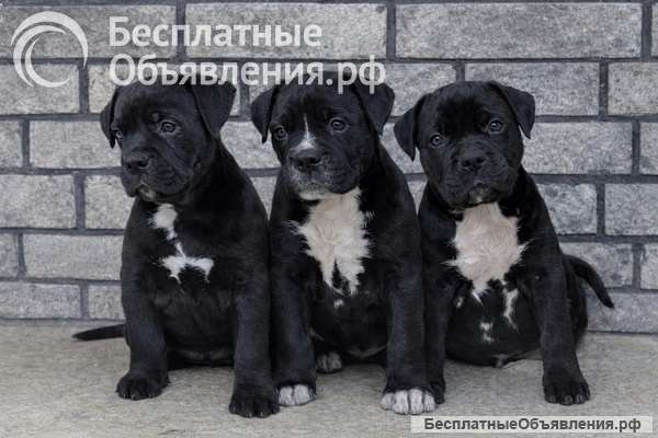 Американский булли XL/XXL