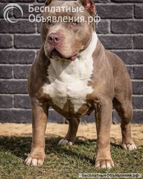 Американский булли XL/XXL
