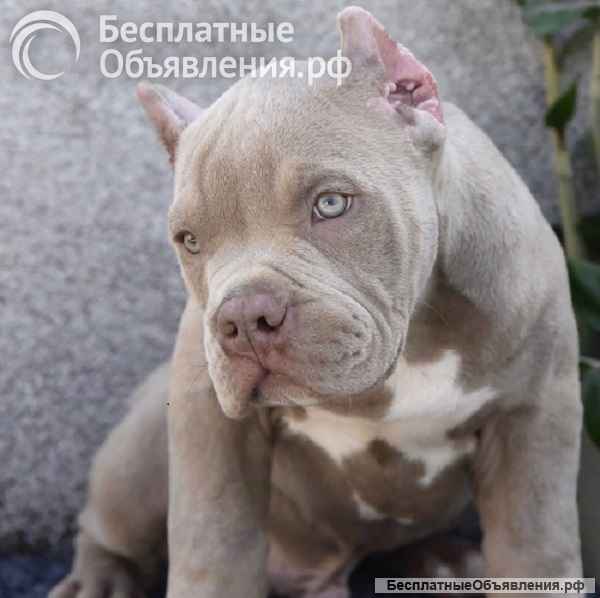 Американский булли XL/XXL