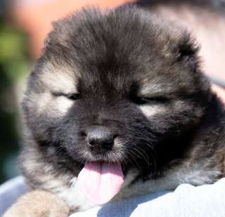 Кавказская овчарка щенки