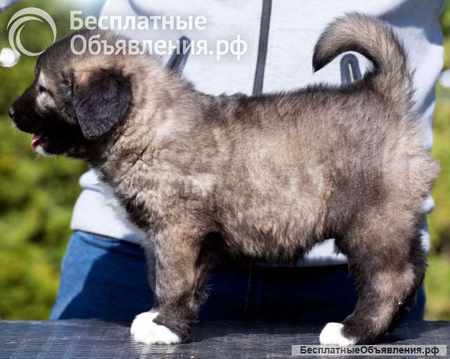 Кавказская овчарка щенки