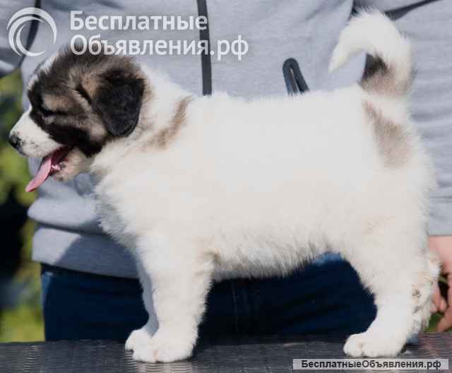 Кавказская овчарка щенки