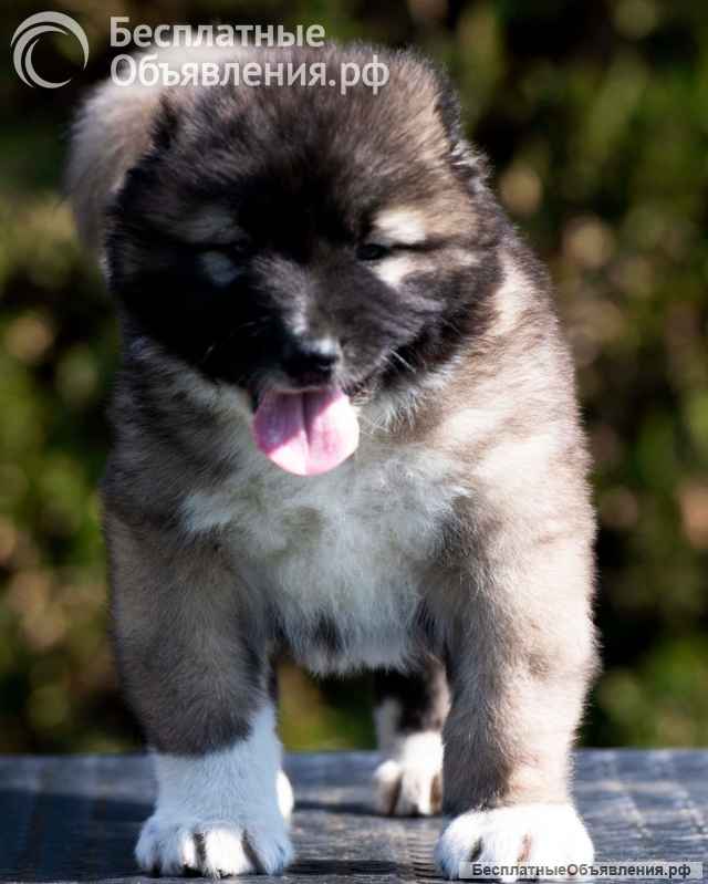 Кавказская овчарка щенки