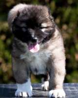 Кавказская овчарка щенки