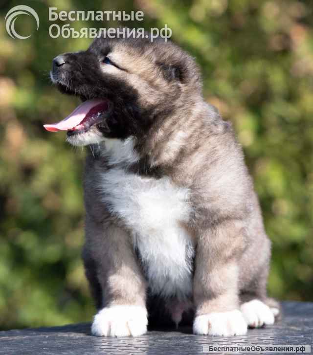 Кавказская овчарка щенки
