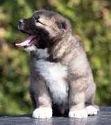 Кавказская овчарка щенки