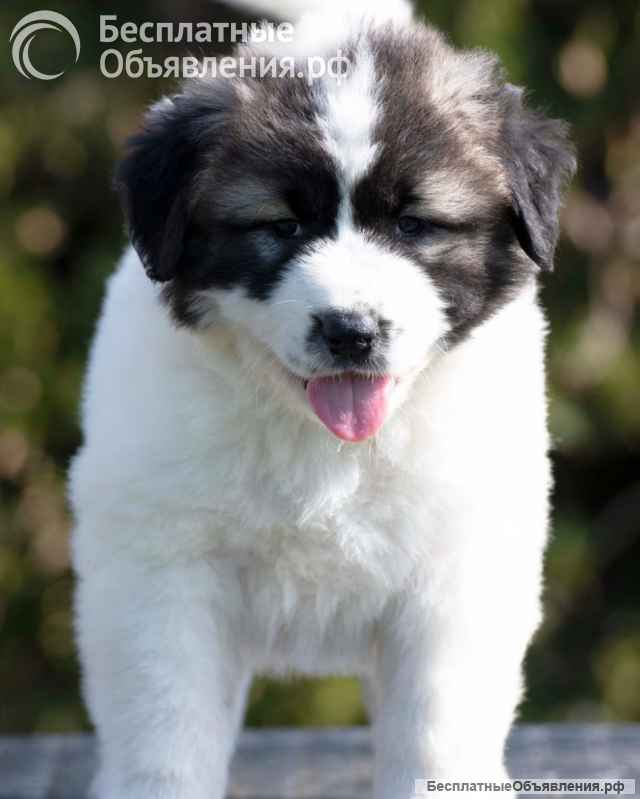 Кавказская овчарка щенки