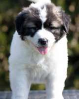 Кавказская овчарка щенки