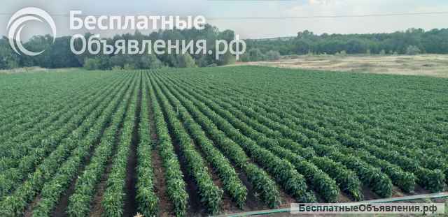 Земельные участки 5 га (ижс)