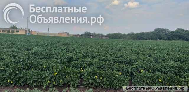 Производственная база с земельным участком 2.5 га