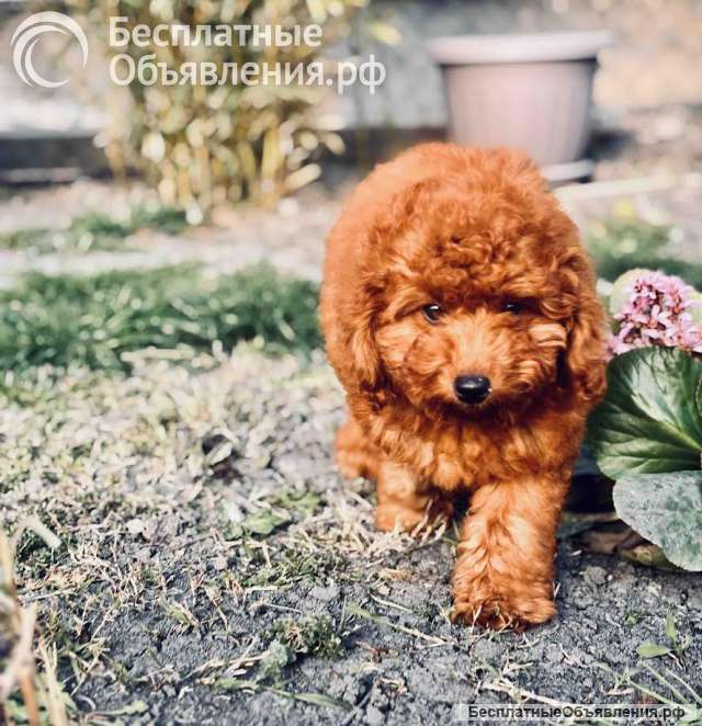 Красный миниатюрный пудель