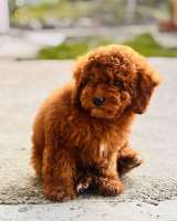 Красный миниатюрный пудель