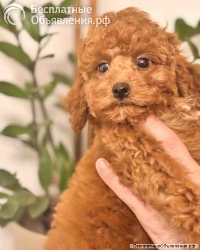 Красный миниатюрный пудель