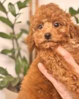 Красный миниатюрный пудель