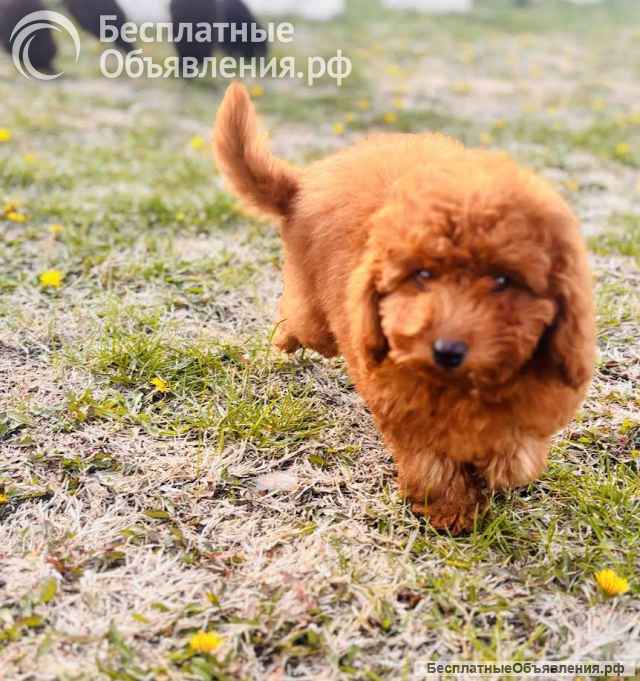 Красный миниатюрный пудель