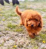 Красный миниатюрный пудель