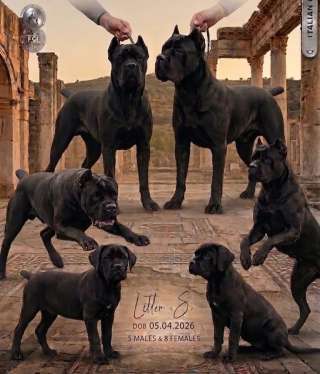 Бронирование щенков Кане-корсо