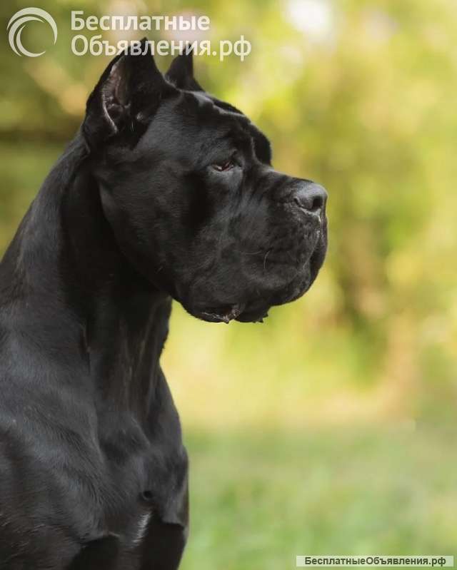 Бронирование щенков Кане-корсо