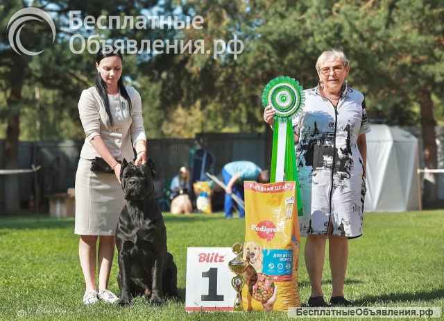 Бронирование щенков Кане-корсо