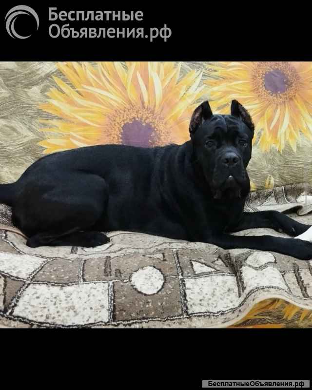 Бронирование щенков Кане-корсо