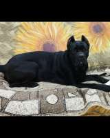 Бронирование щенков Кане-корсо