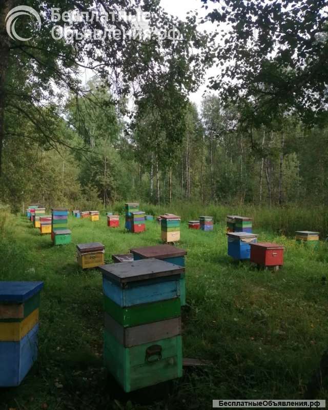 Мед оптом и розницу