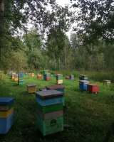 Мед оптом и розницу