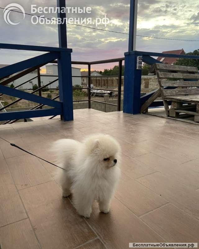 Отдам шпица в добрые руки