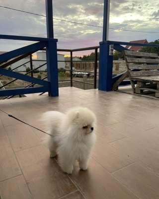 Отдам шпица в добрые руки