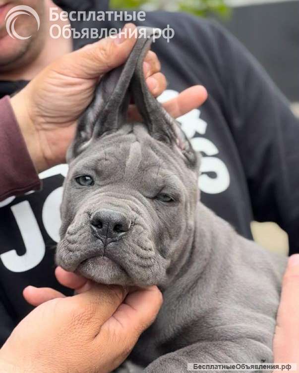 Кане Корсо Щенки