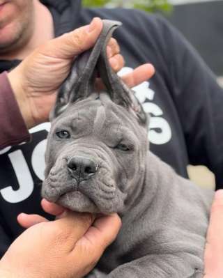 Кане Корсо Щенки