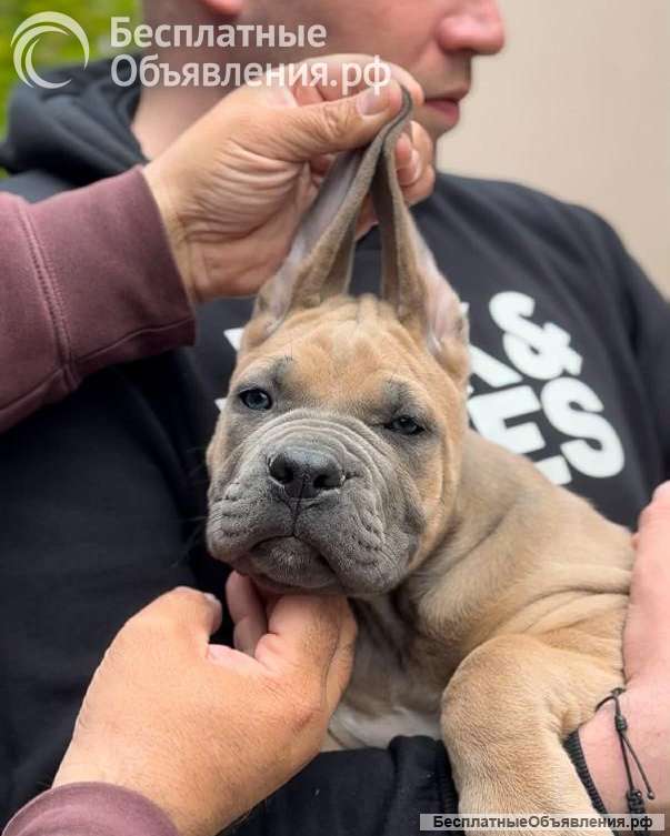 Кане Корсо Щенки