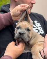 Кане Корсо Щенки