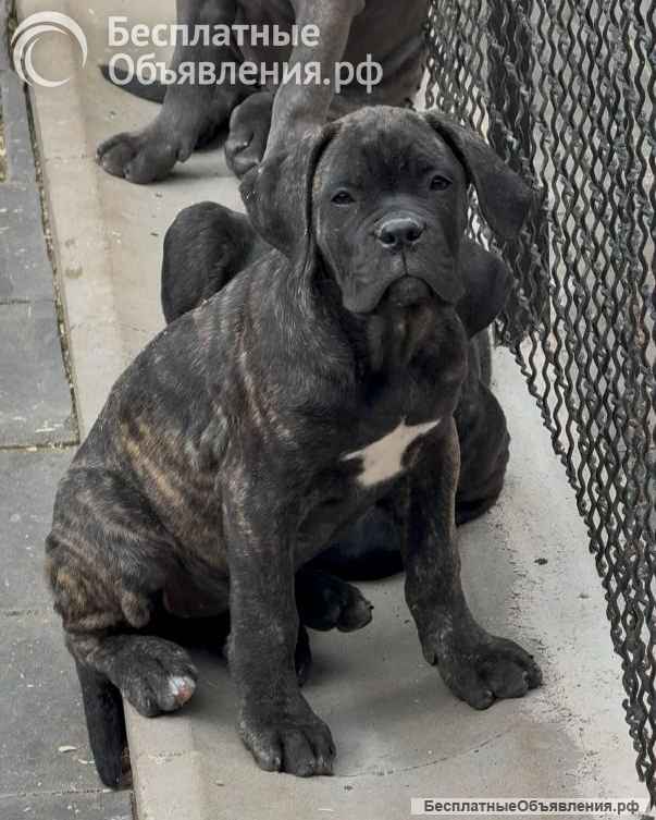 Кане Корсо Щенки