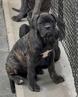 Кане Корсо Щенки