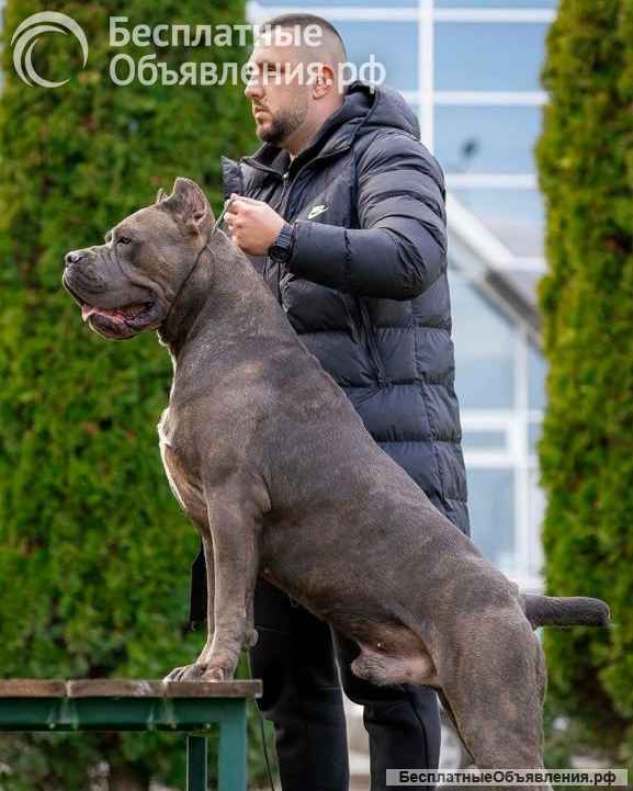 Кане Корсо Щенки