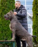 Кане Корсо Щенки