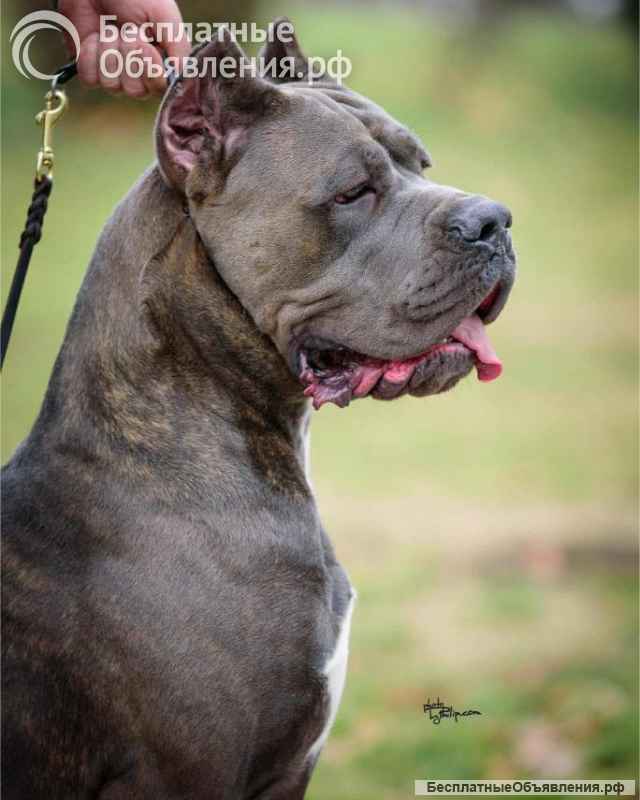 Кане Корсо Щенки